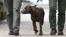 Confirman una sanción de 3.356 euros a un hombre por llevar a un perro sin bozal